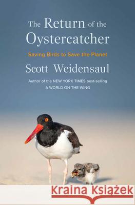 Return of the Oystercatcher: Saving Birds to Save the Planet