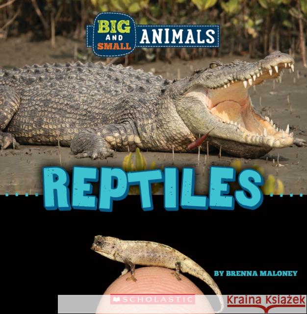 Big and Small: Reptiles (Wild World)