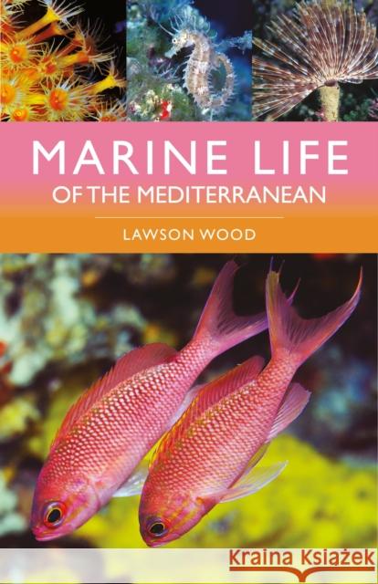 Marine Life of the Mediterranean