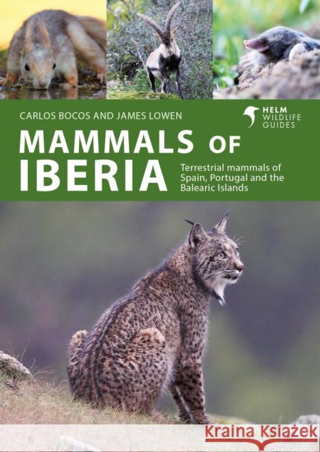 Mammals of Iberia: Terrestrial mammals of Spain, Portugal and the Balearic Islands