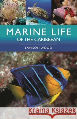 Marine Life of the Caribbean