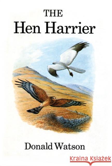 The Hen Harrier