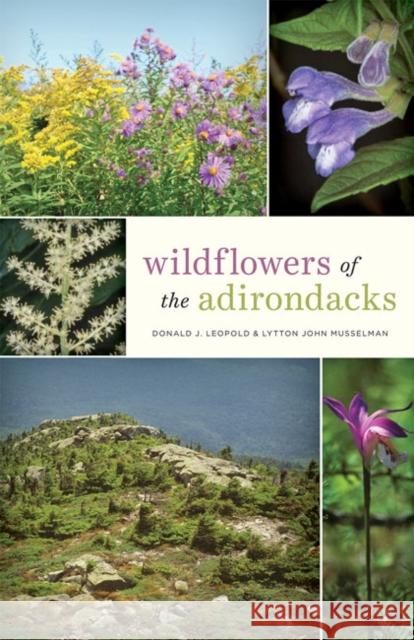 Wildflowers of the Adirondacks