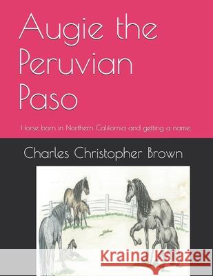 Augie the Peruvian Paso: Horse born in Northern California and getting a name.