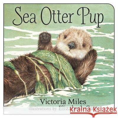 Sea Otter Pup