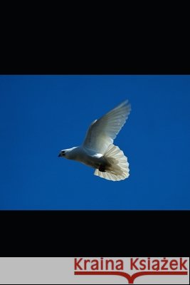 A Miracle of Faith