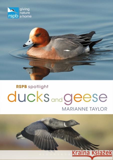 RSPB Spotlight Ducks and Geese
