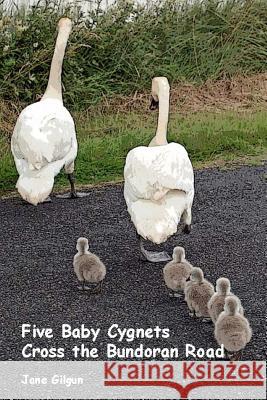 Five Baby Cygnets Cross the Bundoran Road