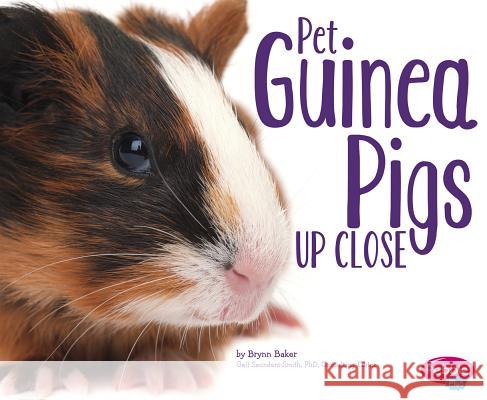 Pet Guinea Pigs Up Close