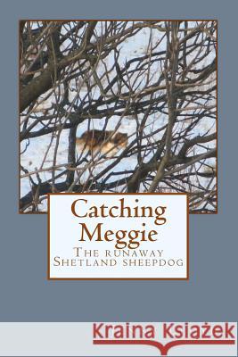 Catching Meggie the Runaway Shetland Sheepdog
