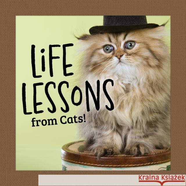 Life Lessons from Cats