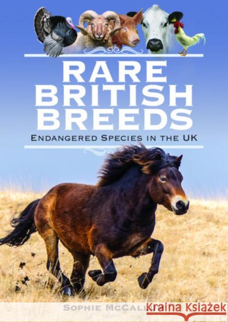 Rare British Breeds: Endangered Species in the UK