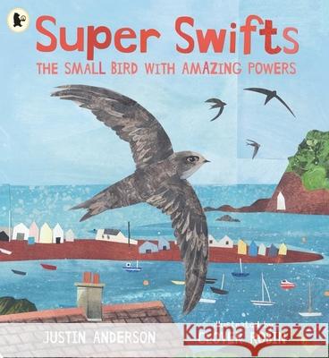 Super Swifts: The Small Bird With Amazing Powers