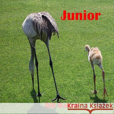 Junior