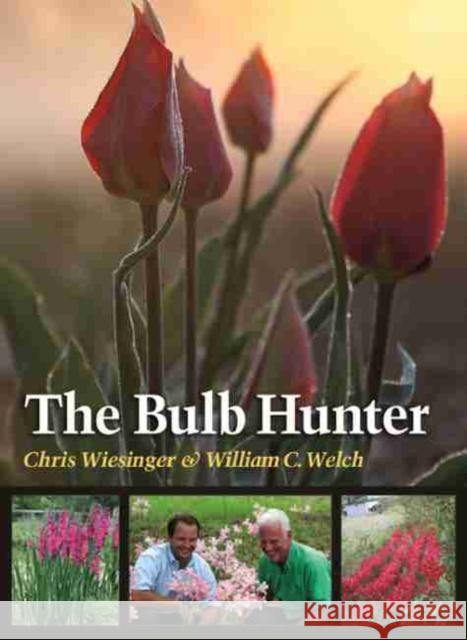 The Bulb Hunter