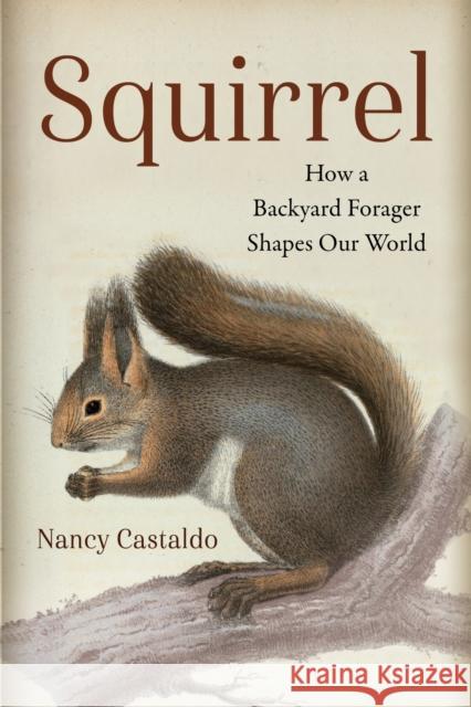 Squirrel: How a Backyard Forager Shapes Our World