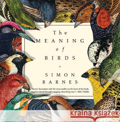 The Meaning of Birds