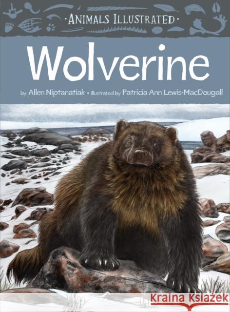 Animals Illustrated: Wolverine
