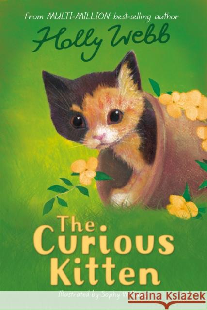 The Curious Kitten