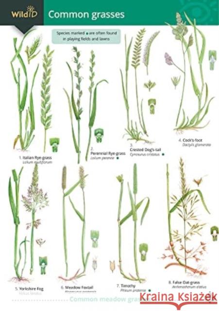 Guide to Common Grasses
