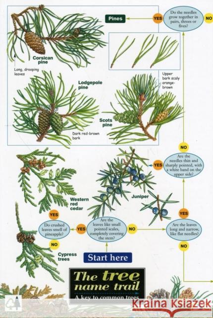 Tree Name Trail: A Key to Common Trees