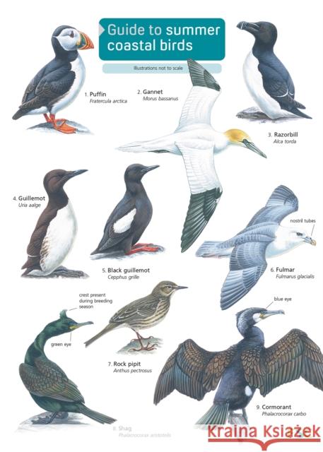 Guide to Summer Coastal Birds