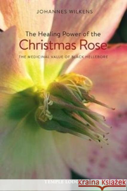 The Healing Power of the Christmas Rose: The Medicinal Value of Black Hellebore