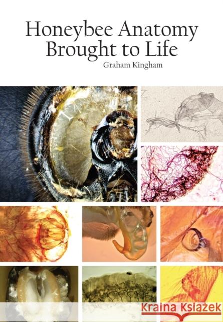 Honeybee Anatomy Brought to Life