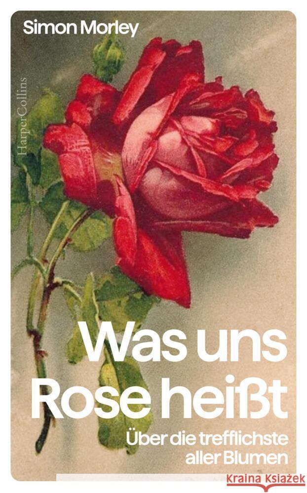 »Was uns Rose heißt«. Über die trefflichste aller Blumen