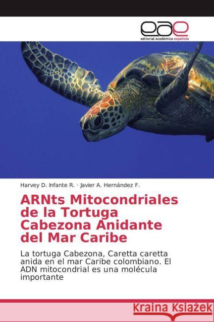 ARNts Mitocondriales de la Tortuga Cabezona Anidante del Mar Caribe : La tortuga Cabezona, Caretta caretta anida en el mar Caribe colombiano. El ADN mitocondrial es una molécula importante