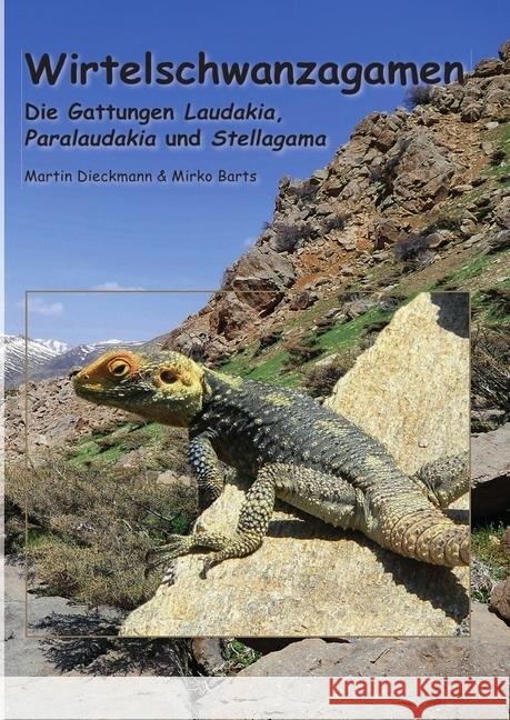 Wirtelschwanzagamen : Die Gattungen Laudakia, Paralaudakia und Stellagama