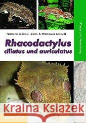 Rhacodactylus ciliatus und auriculatus : Pflege und Vermehrung