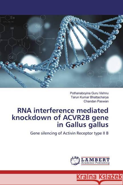 RNA interference mediated knockdown of ACVR2B gene in Gallus gallus : Gene silencing of Activin Receptor type II B