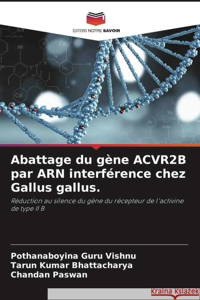 Abattage du gène ACVR2B par ARN interférence chez Gallus gallus.