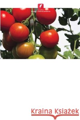 Enxertia de tomate para melhorar o rendimento e a qualidade na Tanzânia