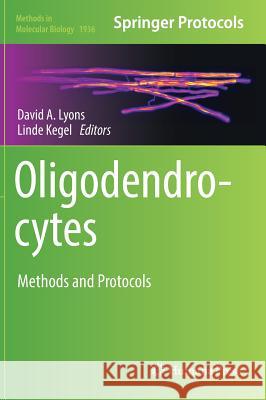 Oligodendrocytes: Methods and Protocols Lyons, David A. 9781493990702 Humana Press - książka