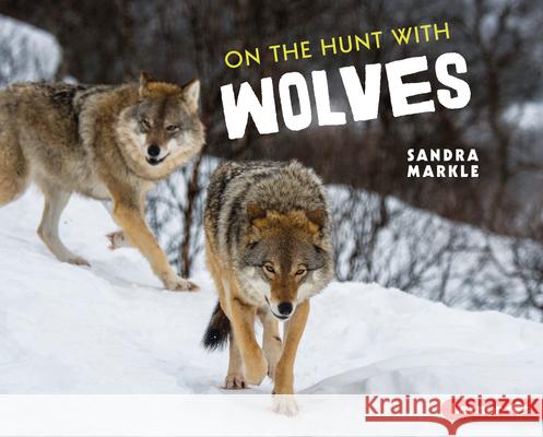 On the Hunt with Wolves Sandra Markle 9781728456263 Lerner Publications (Tm) - książka