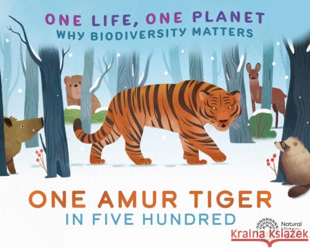 One Life, One Planet: One Amur Tiger in Five Hundred: Why Biodiversity Matters Sarah Ridley 9781526323088 FRANKLIN WATTS - książka