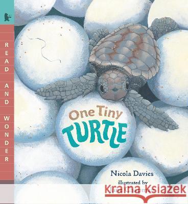 One Tiny Turtle: Read and Wonder Nicola Davies Jane Chapman 9781536235371 Candlewick Press (MA) - książka