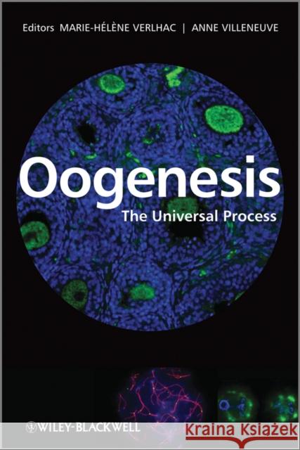 Oogenesis: The Universal Process Verlhac, Marie-Helene 9780470696828 JOHN WILEY AND SONS LTD - książka