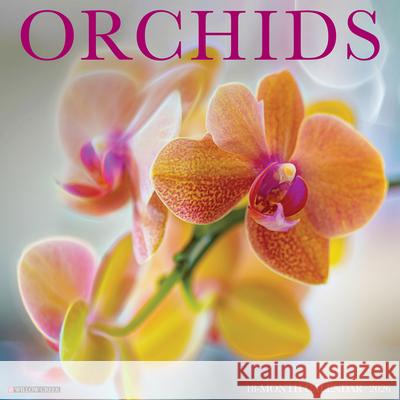 Orchids 12 X 12 Wall Calendar Willow Creek Press 9781549256035 Wlcp - książka