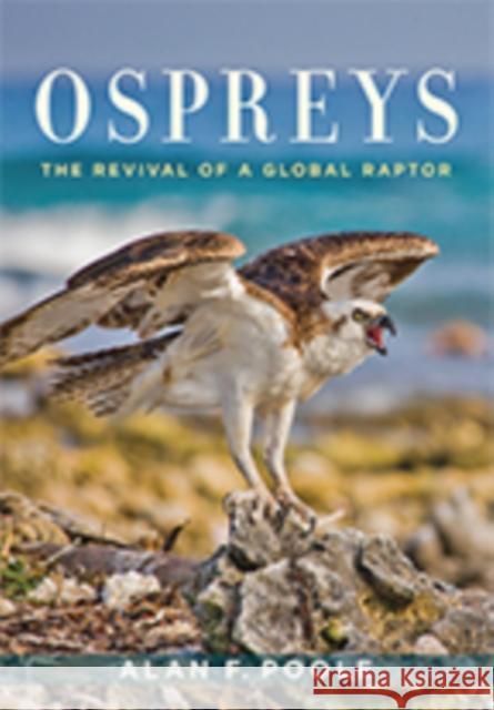 Ospreys: The Revival of a Global Raptor Alan F. Poole 9781421427157 Johns Hopkins University Press - książka