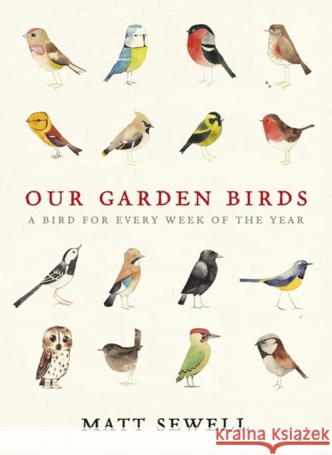 Our Garden Birds: a stunning illustrated guide to the birdlife of the British Isles Matt Sewell 9780091945008 Ebury Publishing - książka