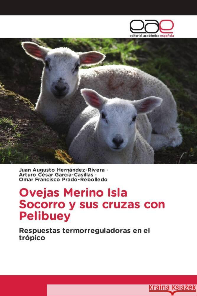 Ovejas Merino Isla Socorro y sus cruzas con Pelibuey Hernández-Rivera, Juan Augusto, García-Casillas, Arturo César, Prado-Rebolledo, Omar Francisco 9786203880946 Editorial Académica Española - książka