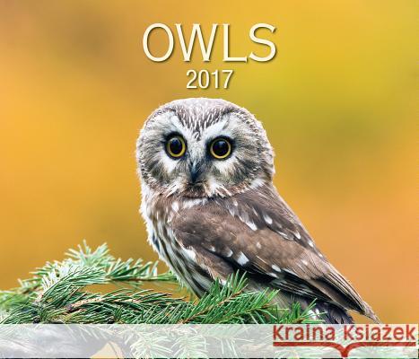 Owls 2017 Firefly Books 9781770856769 Firefly Books Ltd - książka