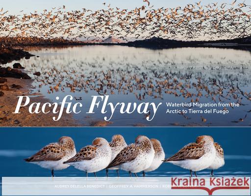 Pacific Flyway: Waterbird Migration from the Arctic to Tierra del Fuego Benedict, Audrey Delella 9781632171344 Sasquatch Books - książka