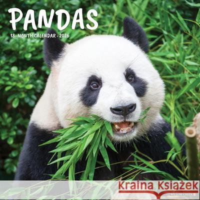 Pandas 12 X 12 Wall Calendar Willow Creek Press 9781549256042 Wlcp - książka
