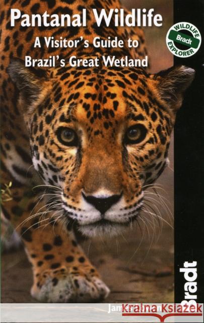 Pantanal Wildlife: A Visitor's Guide to Brazil's Great Wetland James Lowen 9781841623054  - książka