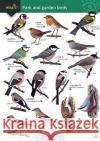 Park and garden birds Rebecca Farley-Brown 9781908819659 Field Studies Council