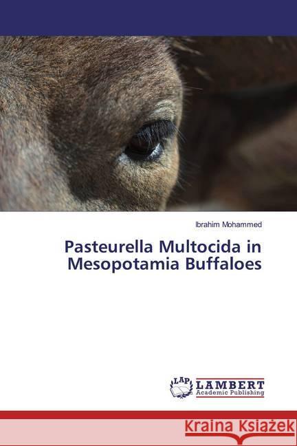 Pasteurella Multocida in Mesopotamia Buffaloes Mohammed, Ibrahim 9786200086044 LAP Lambert Academic Publishing - książka